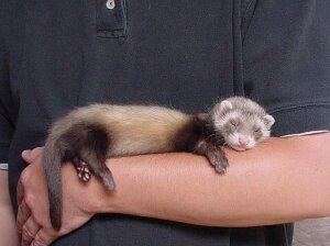 Хорек дома: плюсы и минусы

