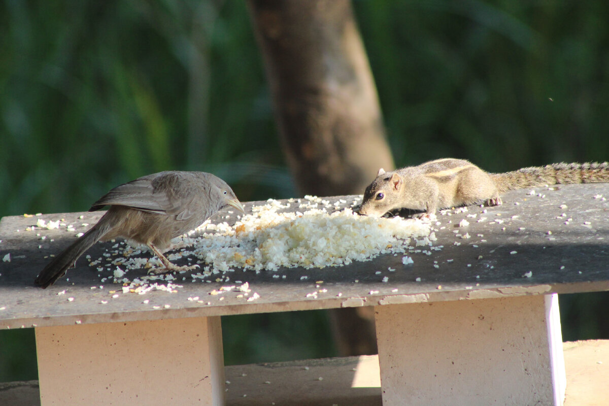 Фото Шри-Ланка.ру