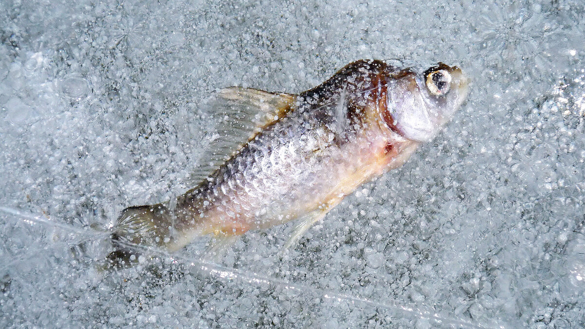 Источник фото: pixabay.com