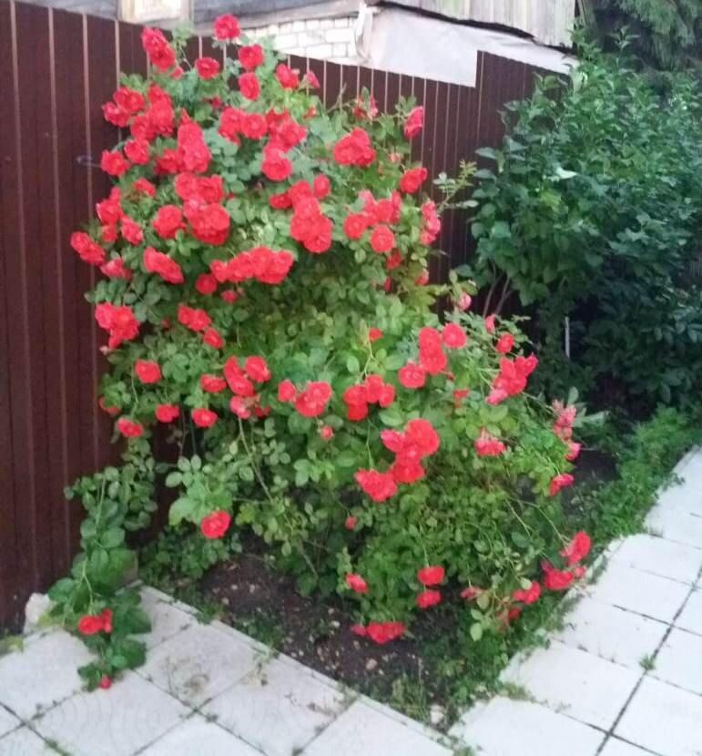 Фламментанц 