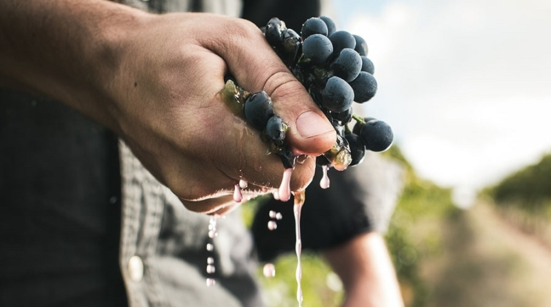 MALBEC GRAPES
