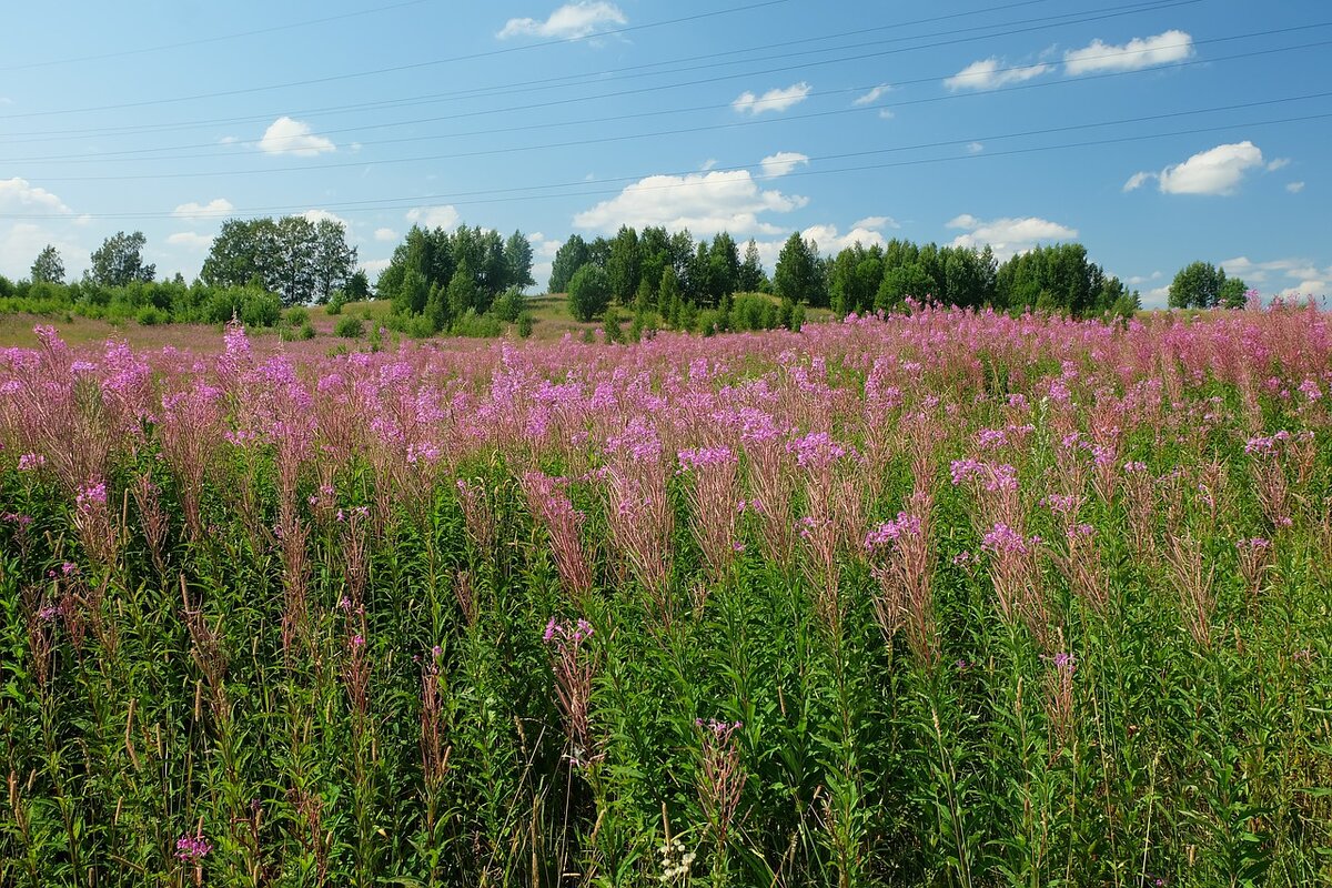 Фото с сайта Pixabay 