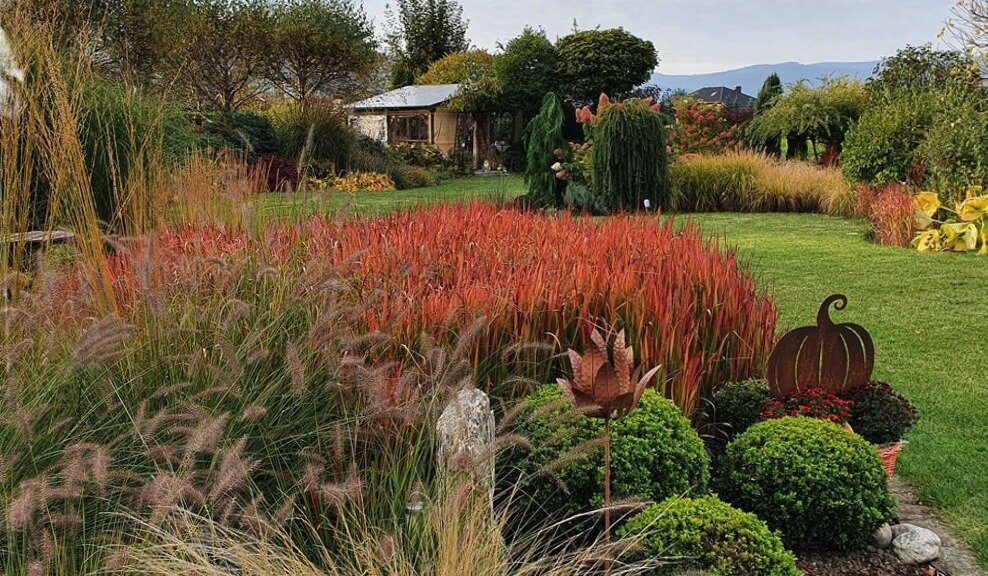 декоративные травы в саду