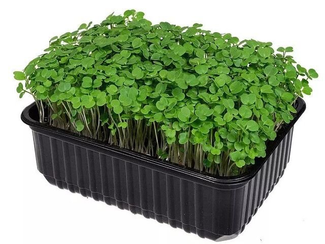 Как выращивать микрозелень в домашних условиях правильно и быстро | Садовод  и Огородник | Дзен