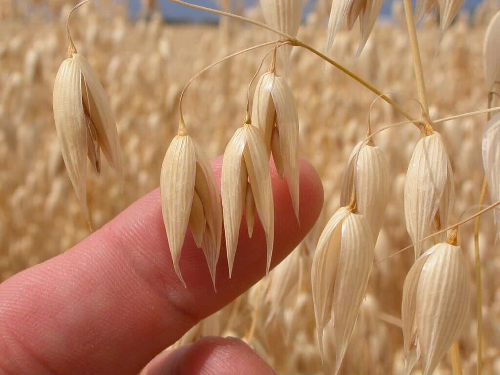    Колоски овса Avena sativa / © wikimedia