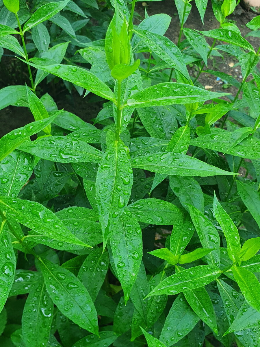 Умытый флокс