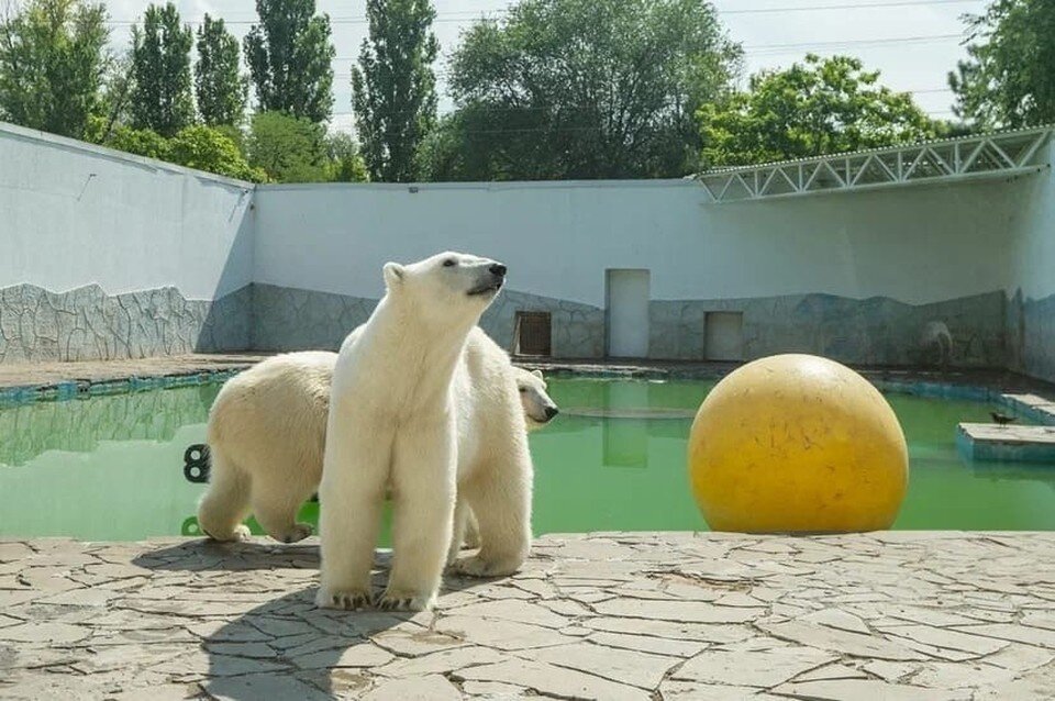     Вы когда-нибудь ели мороженое из рыбы? А белые медведи ели. Фото: предоставлено Ростовским-на-Дону зоопарком