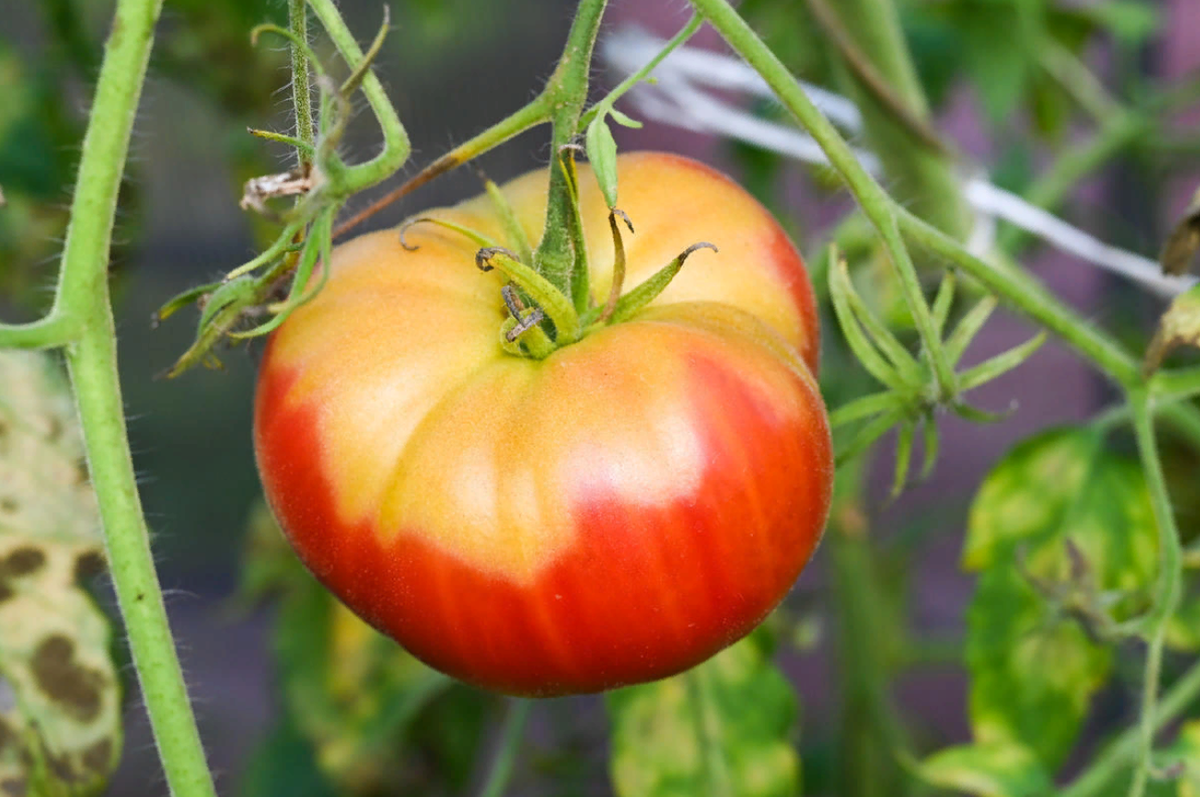 Светлое пятно у плодоножки на томате – признак дефицита магния (источник фото: 7dach.ru)