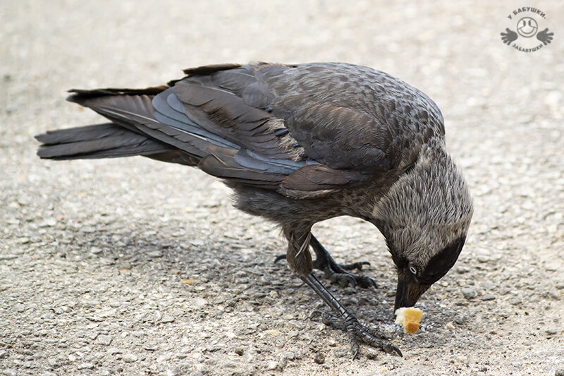 Галки есть, воробьев не видно (фото автора)