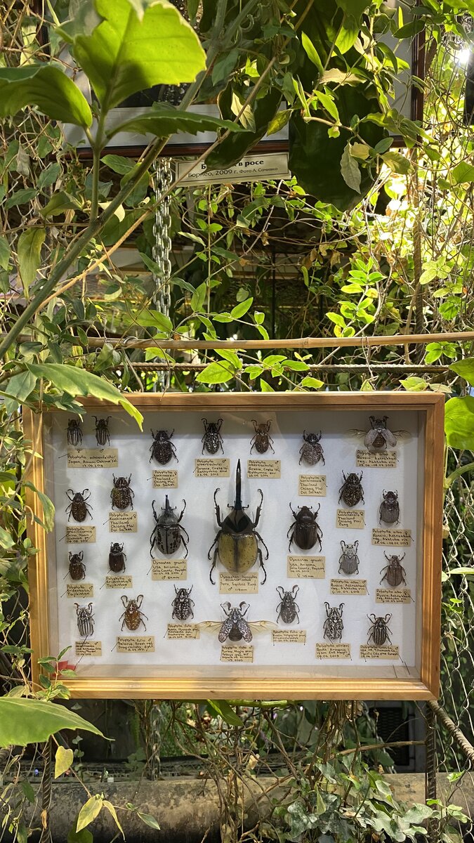 Составление коллекций жуков