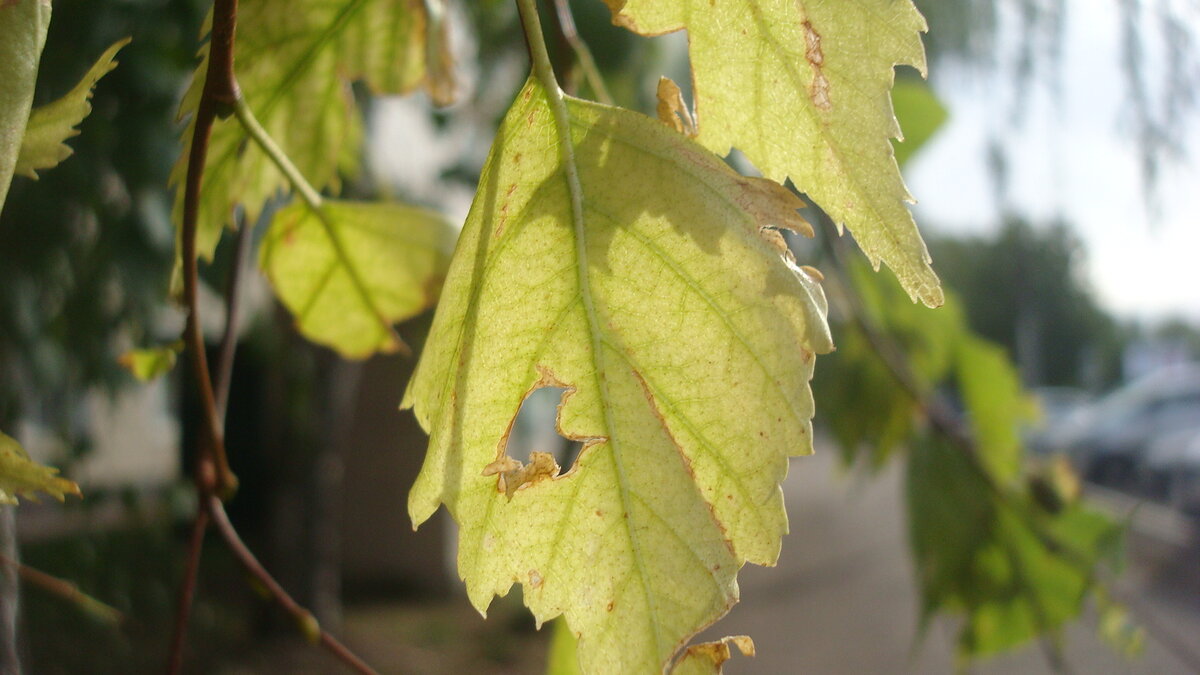 Берёзовая золотистость