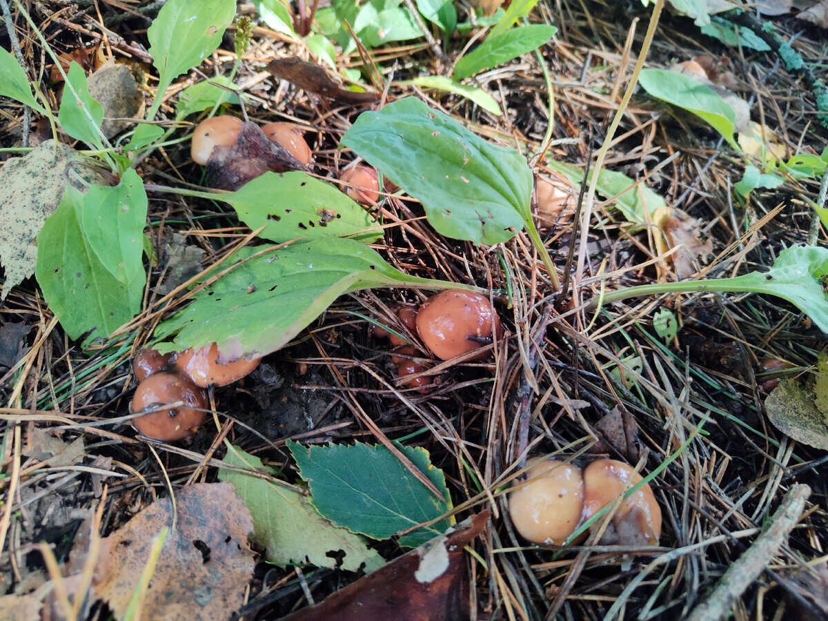 Молоденькие маслята