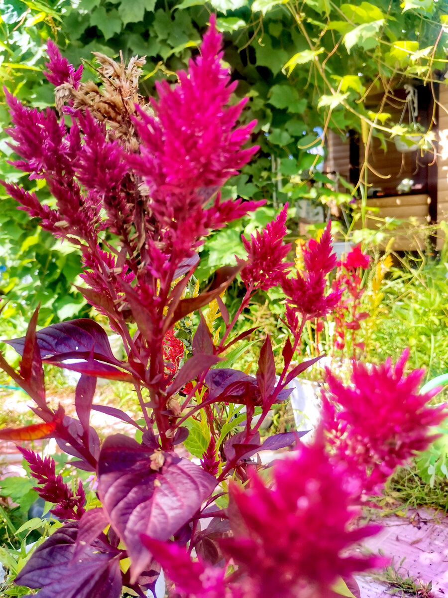 Это целозия. 