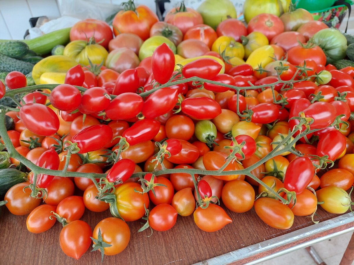 Урожай помидор от семена Партнер