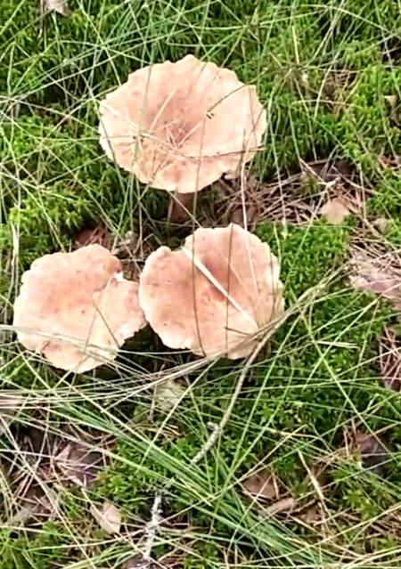 Фотокаталог грибов: Млечник серо-розовый (Lactarius helvus)