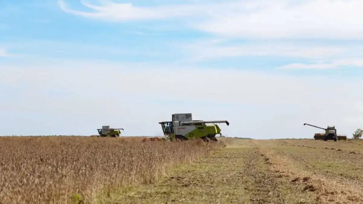 Фото: asn24.ru (авторские права: пресс-служба правительства Амурской области) Уборка сои в Амурской области