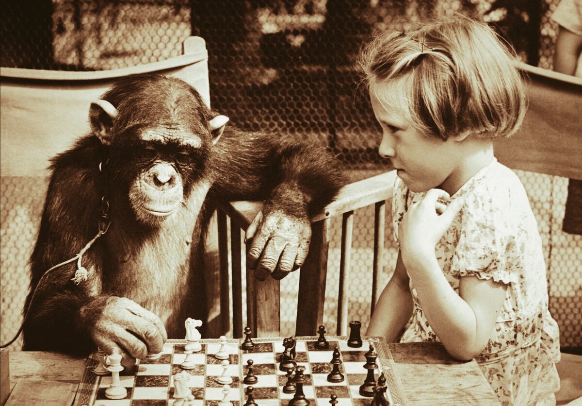 Шахматы - игра для умных обезьян 