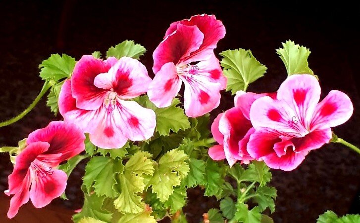 Pac Candy Flowers with eyes укоренённая ещё весной, сейчас цветёт.