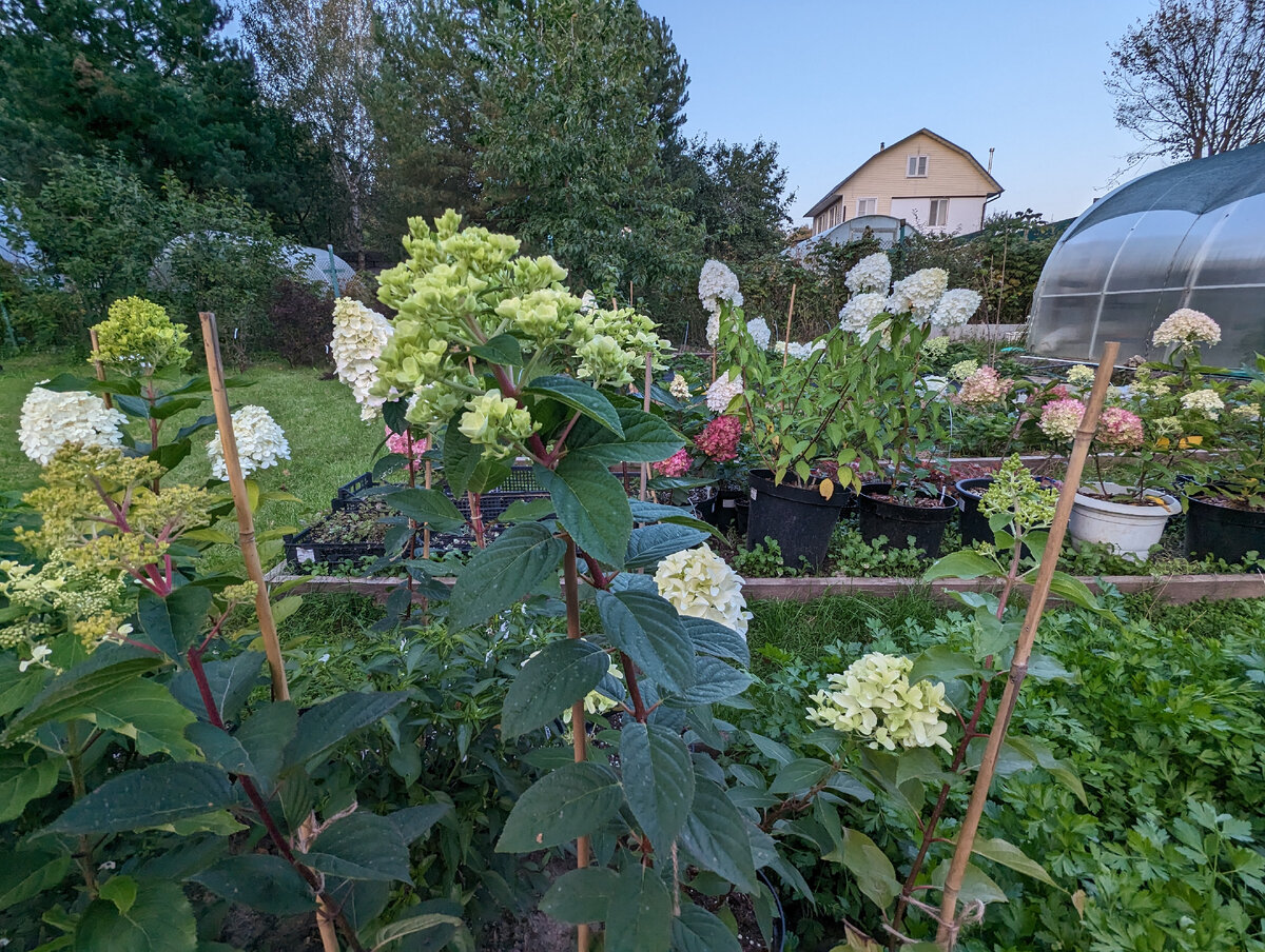 2023г. Частный питомник.