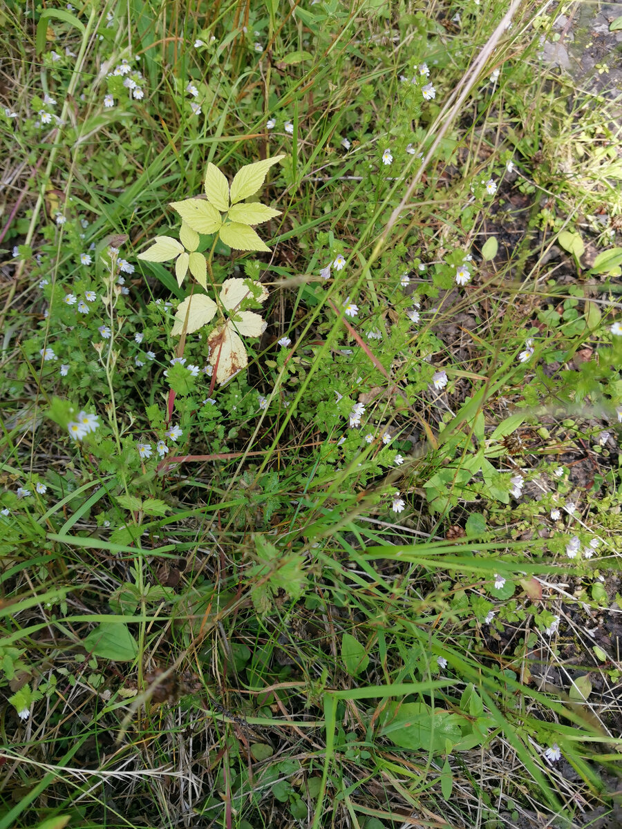 Лес и цветочки