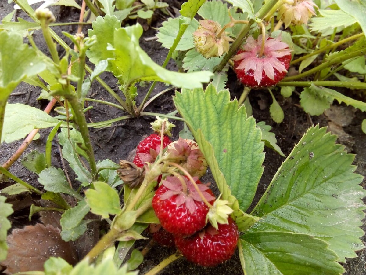 Земля сырая после дождей