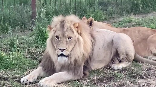 Лев абстракция. Огненный лев. Лев готов. Лев готов. Лев в пиджаке.