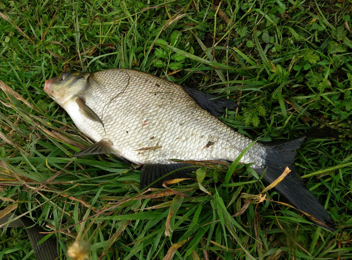 Лещ является одним из самых популярных трофеев поплавочников, фидеристов, доночников и это факт!