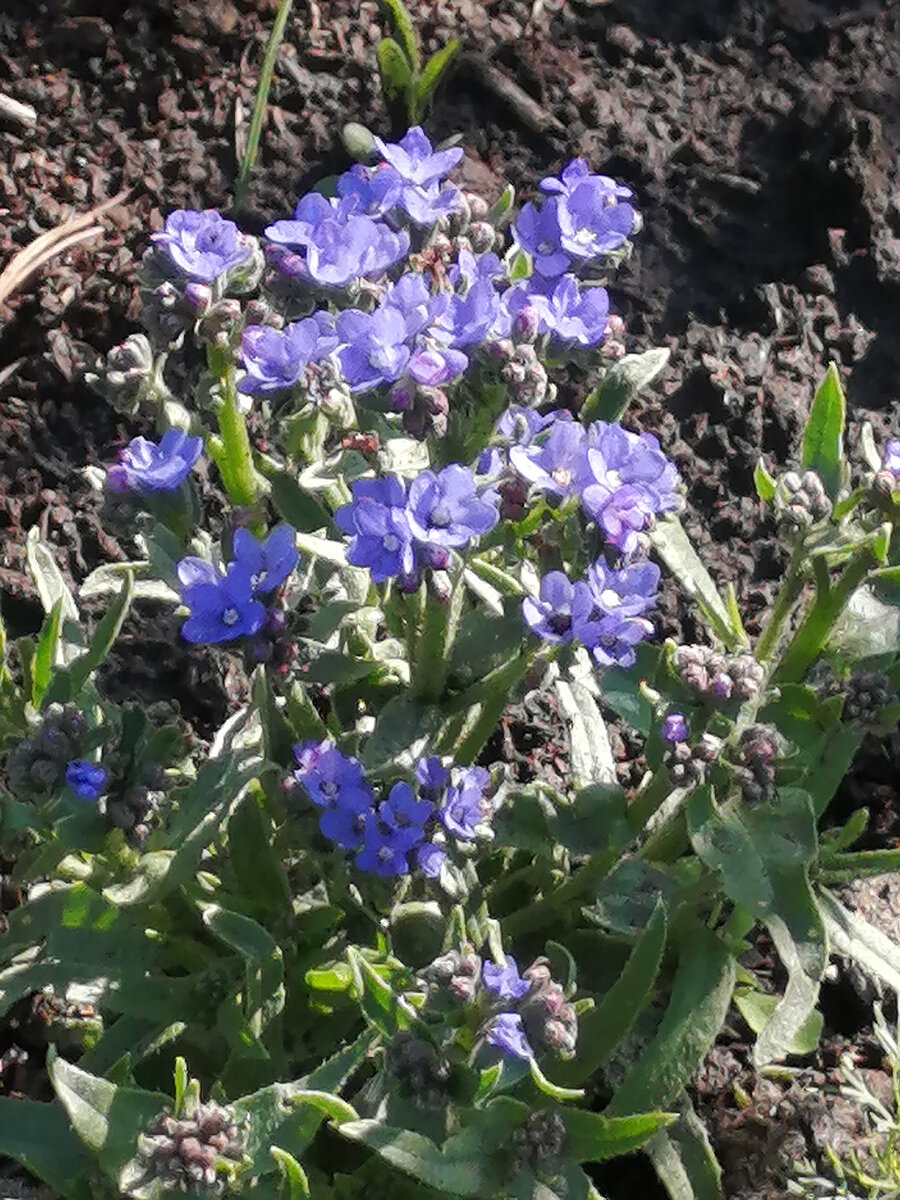 Anchusa cespitosa