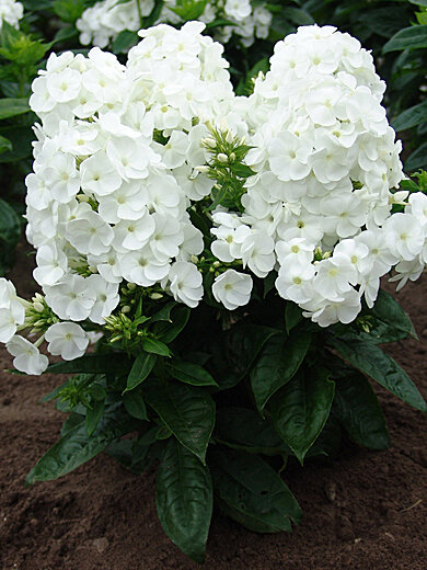 Флокс метельчатый Юник Вайт