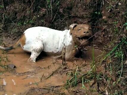 Довольная свинка))