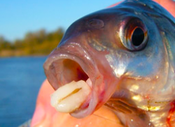 Перловка – отличная насадка для "мирной" рыбы