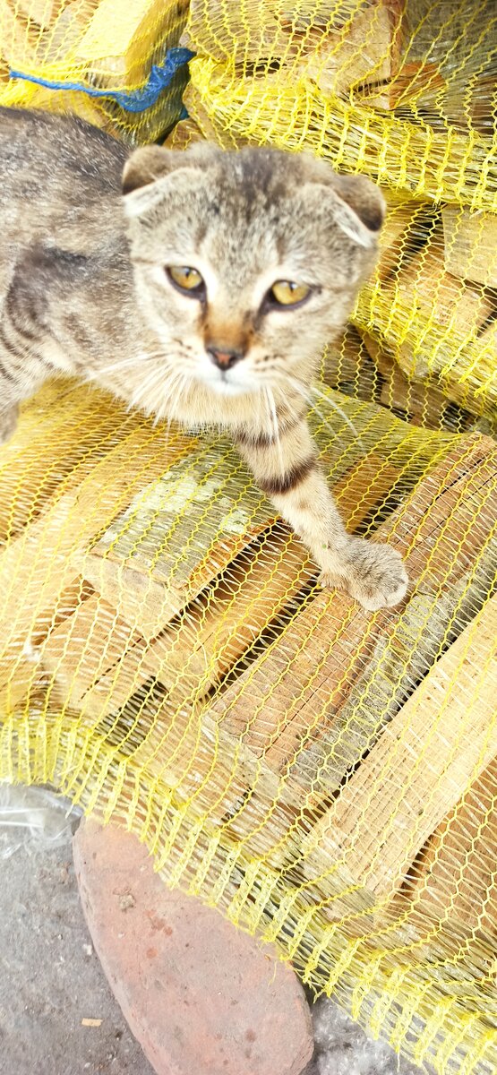 кот-борец  Мага в городе Шали