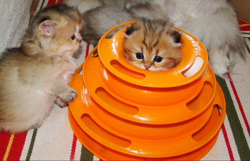 Котенок в треке