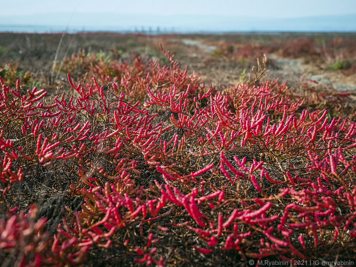 Клещевина ricinus communis. Дерен кроваво-красный винтер бьюти. Красная книга животные ра. Армянская трава красная. Дерен с красными стеблями.