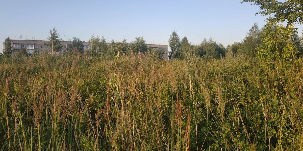 Опасное растение трудно не заметить, оно достигает 3 метров в высоту, а отдельные растения вырастают до 5 метров.