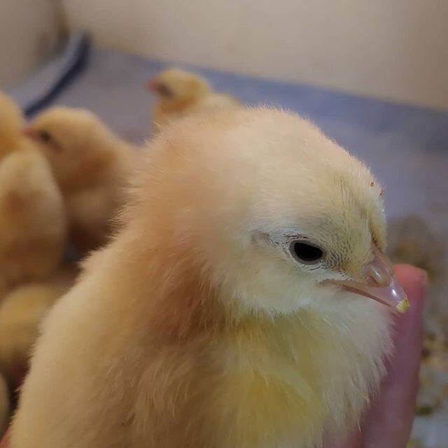 Крошки цыплята