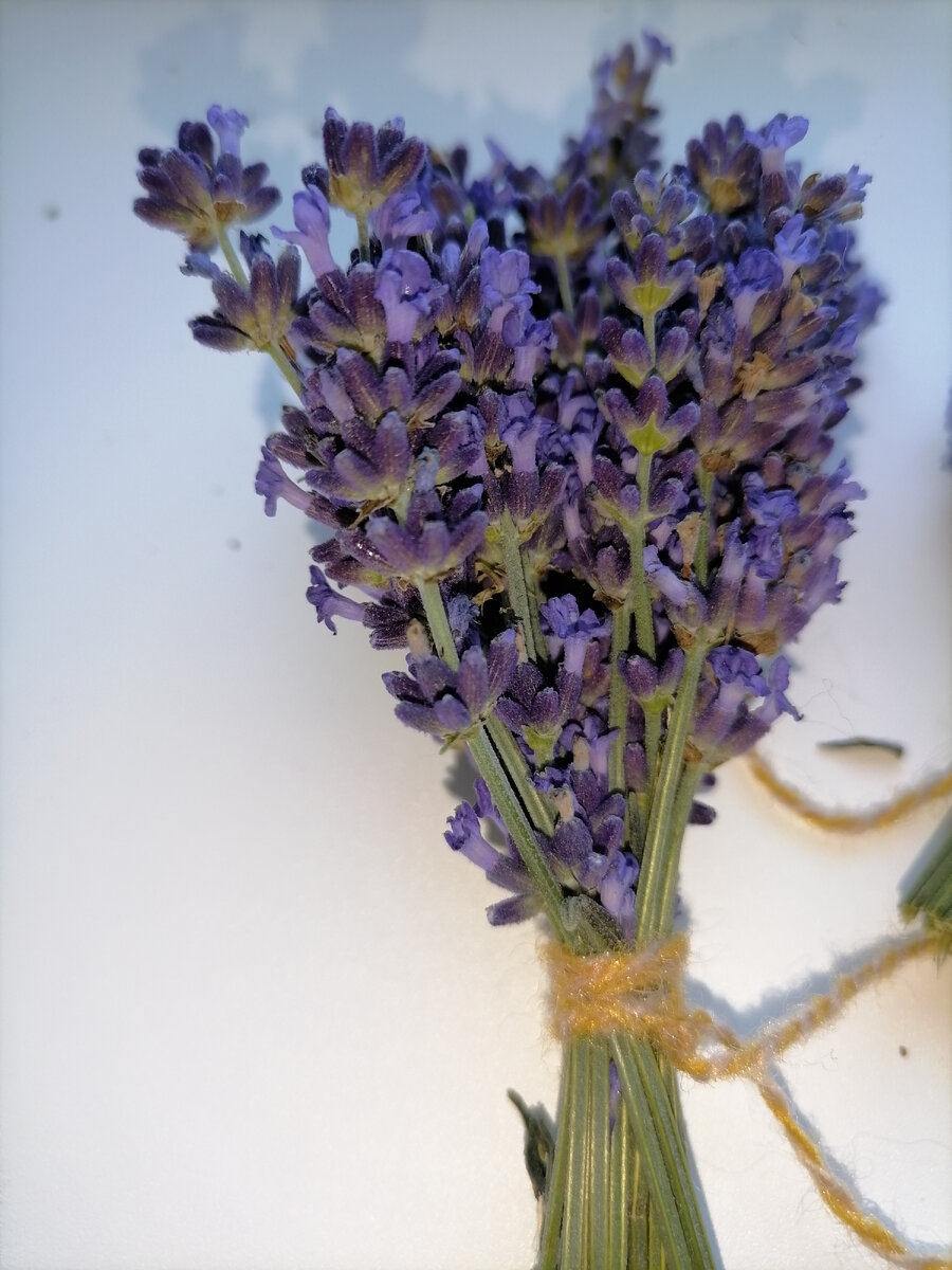 Букетик лаванды фото автора