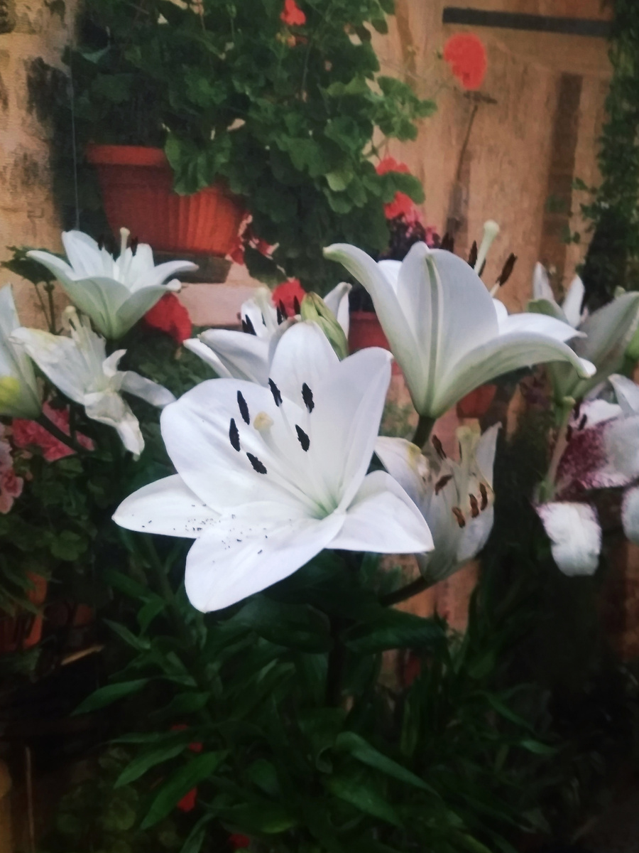 Вот такая чистота и красота!