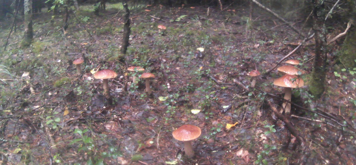 Сейчас в лесу преимущественно Белые грибы.