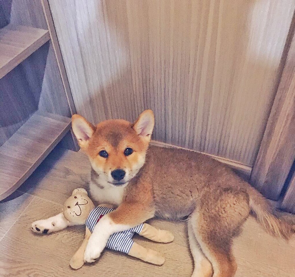 Наш милаш со своей игрушкой