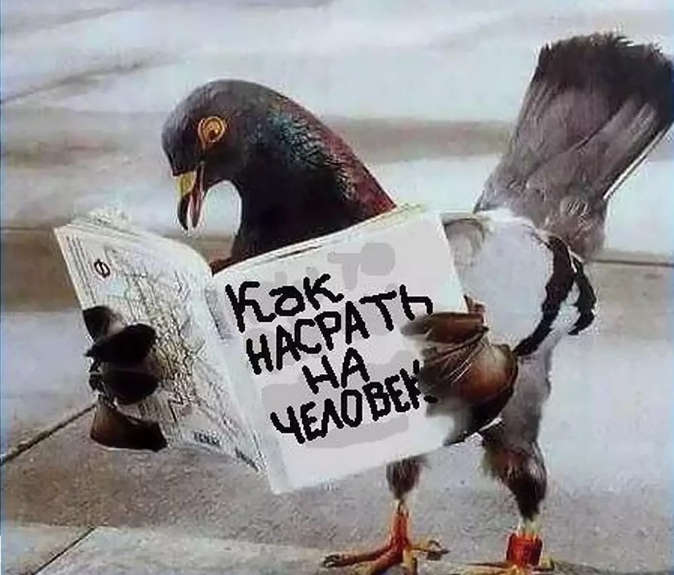 Фото из открытого источника 