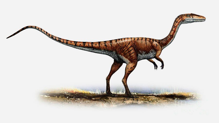 Coelophysis bauri