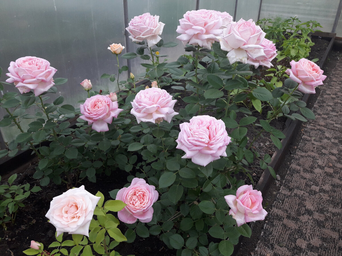 Отзывы о сортах роз из Чеченской Республики