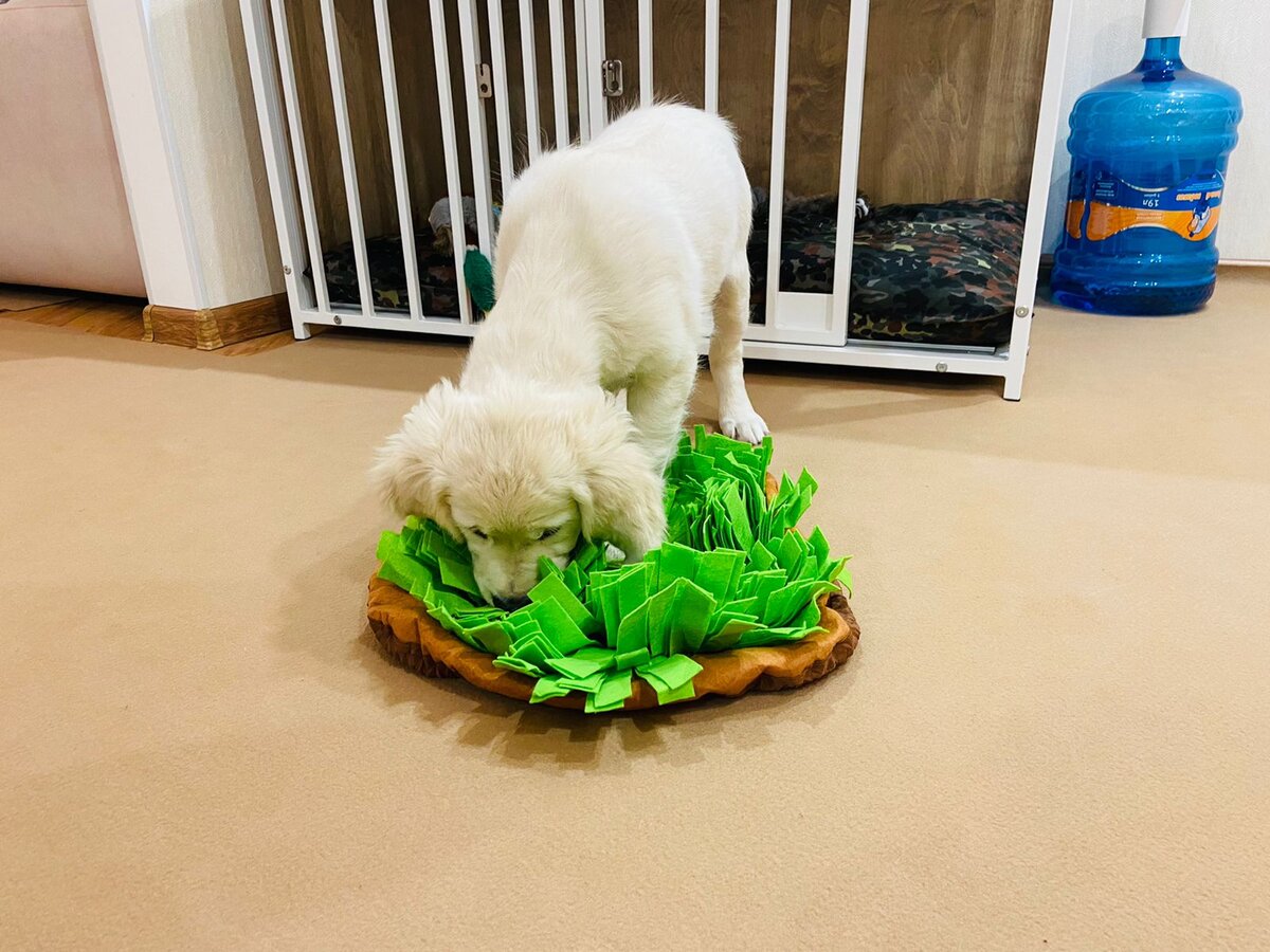 Маленький щенок золотистого ретривера Лана ищет вкусняшки из нюхательного коврика, который ей заботливо купили хозяева.