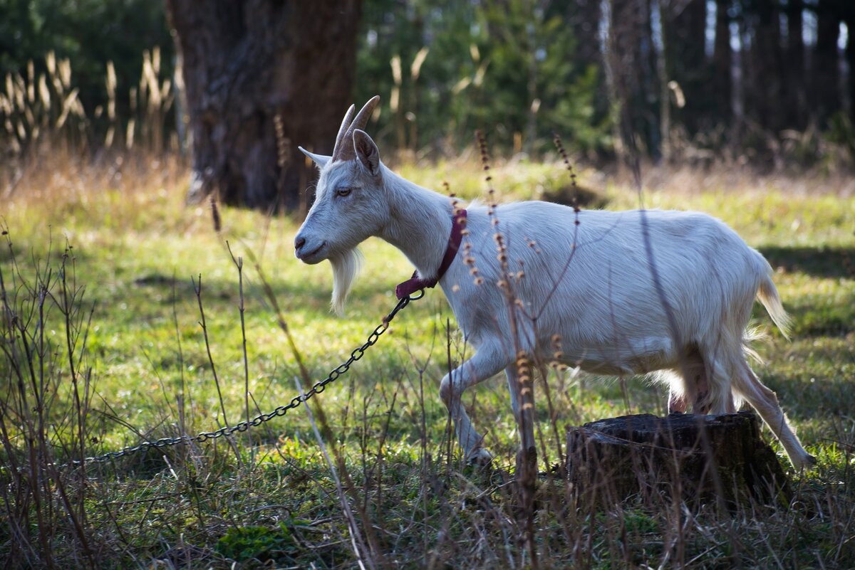 В чащу бежит, примерно такой был. Хотя может это и коза...
