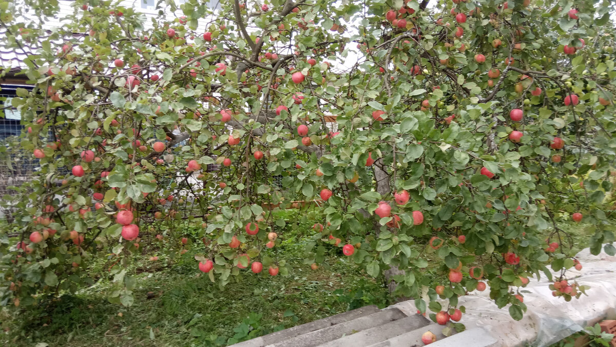 Ради такого урожая яблок за деревьями надо поухаживать как следует