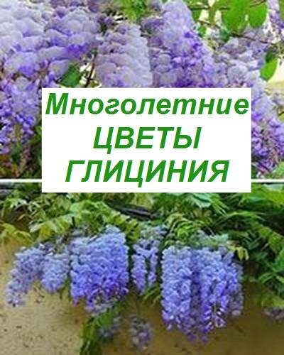 Цветы однолетние многолетние виноград визитка