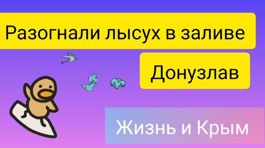 Разгоняем лысух в Крыму в заливе Донузлав😲🤨🕊️