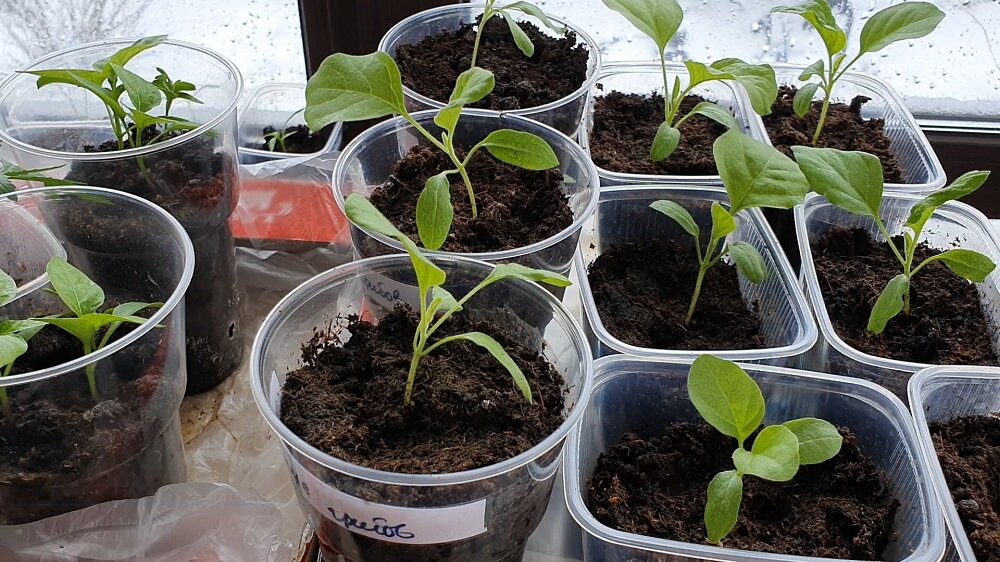 Рассада. Рассада клубники. Клубника ремонтантная проросшая из семян. Земля для рассады. Когда сеять землянику в 2024 году.
