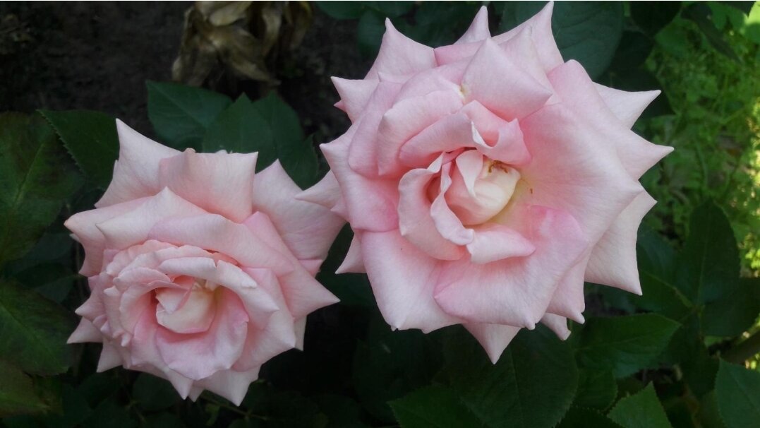 102 розы в саду🌹. Сент Сейшн. Ч/г роза. Солнечно-сливочная красотка ...